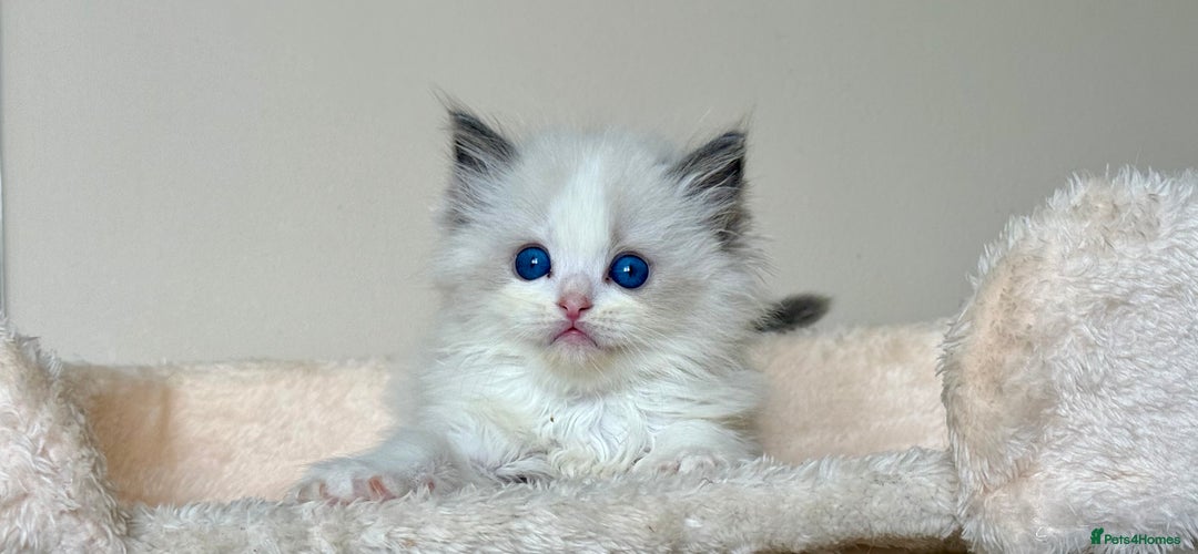 Ragdoll cats for sale: 3 blue bicolour boys  - Image 11