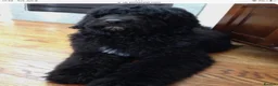 Saint Berdoodle dogs for sale: Striking and Rare Saint Bernadoodle Pups - Advert 20