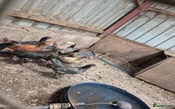 Chickens poultry for sale: Hybrid pullets  - Image 2