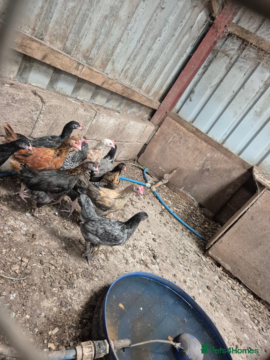 Chickens poultry for sale: Hybrid pullets  - Image 2