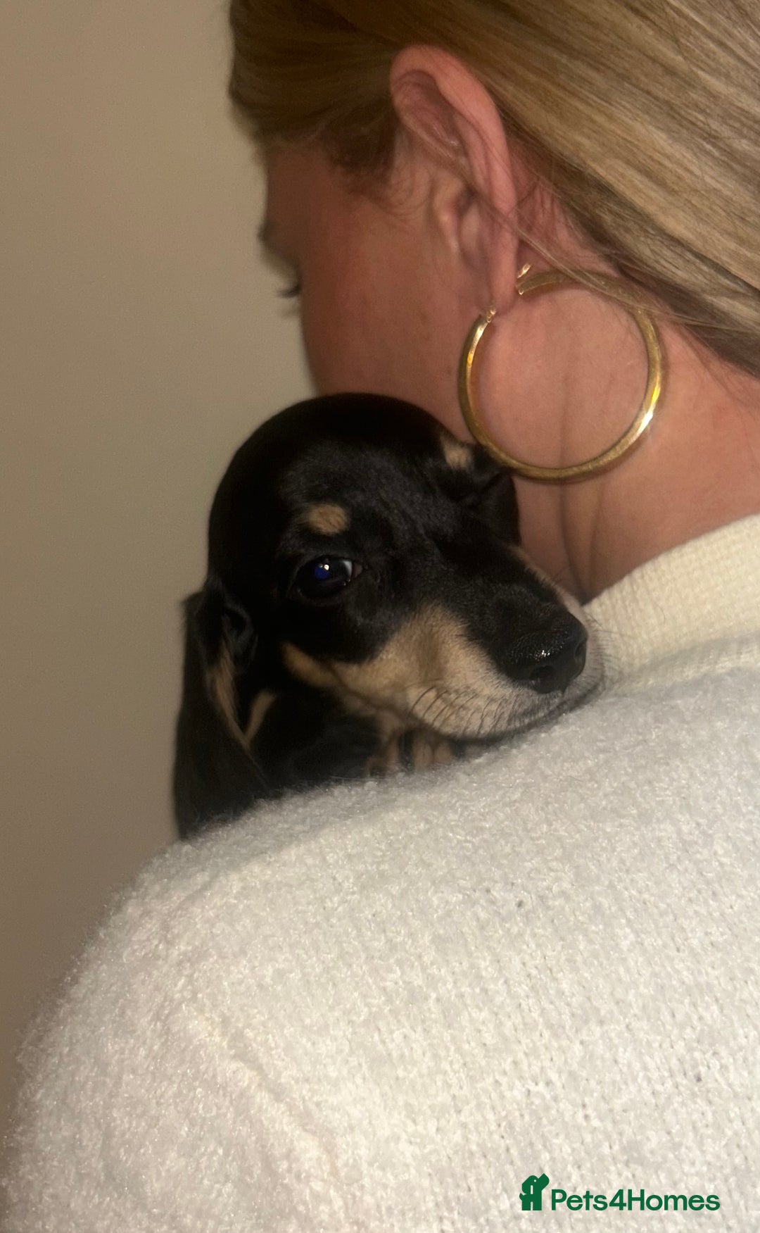 Miniature Dachshund dogs for sale: Miniature dachshund - Advert 3