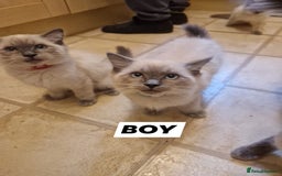 Ragdoll cats for sale: Beautiful Ragdoll Kittens in Wallasey - Image 2