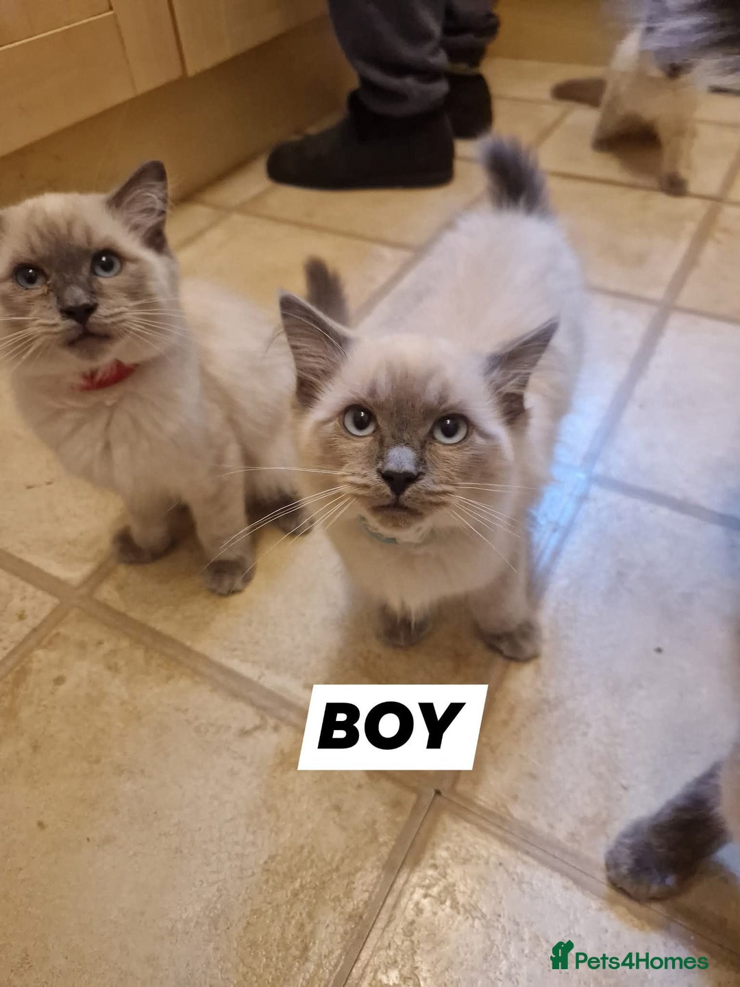 Ragdoll cats for sale: Beautiful Ragdoll Kittens in Wallasey - Image 2