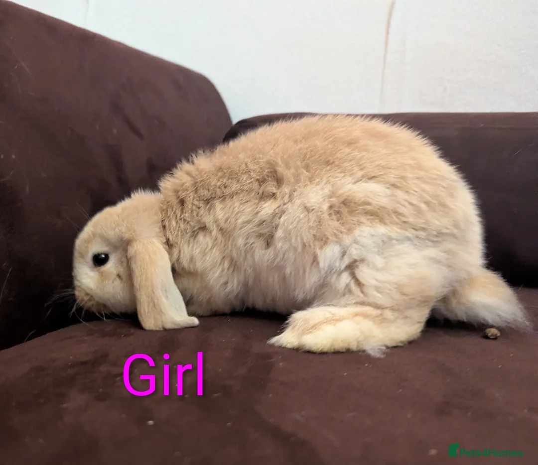 Mini Lop rabbits for sale: Mini Lop babies for sale £40 each - Advert 4