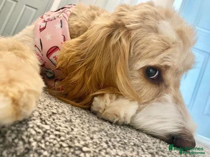 Cockapoo dogs Cockapoo Puppies - Advert 1