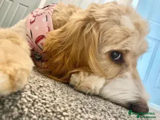 Cockapoo dogs Cockapoo Puppies - Advert 1