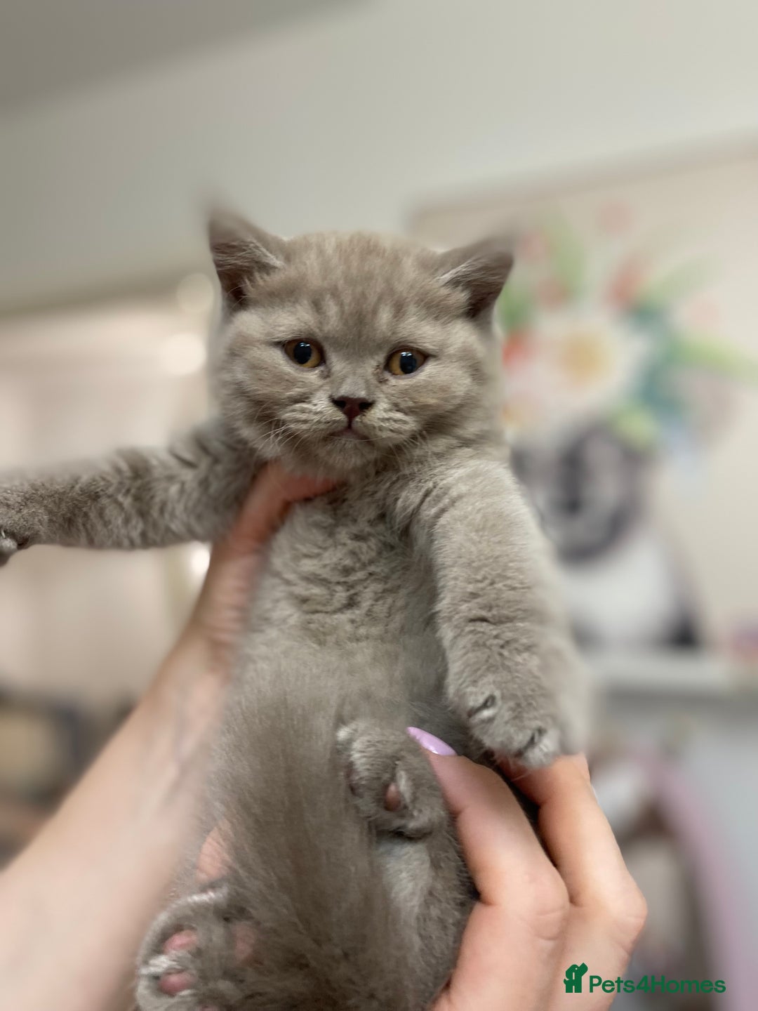 British Shorthair cats for sale: LAST 2 FEMALE kittens British shorthair kittens  in Maidstone - Image 23