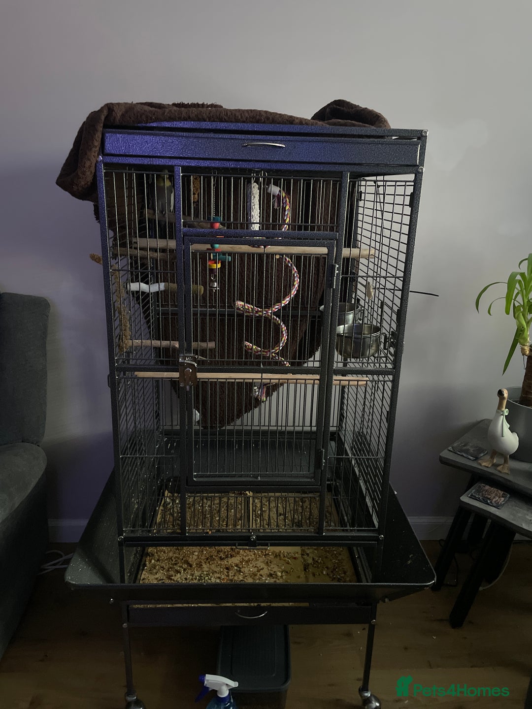 Cockatiels birds for sale: Cockatiel for sale  - Image 2
