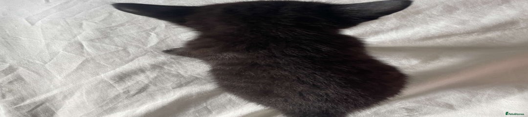 Bombay Kitten 1