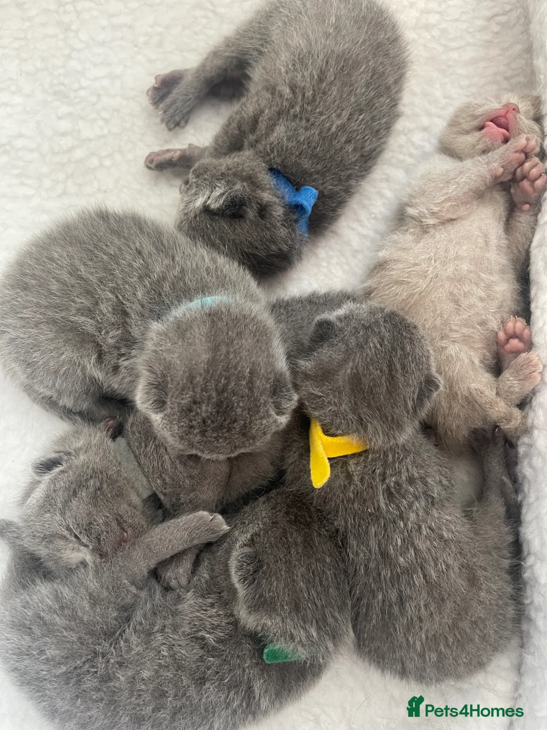 British Shorthair cats for sale: British short haired blues  - Advert 7