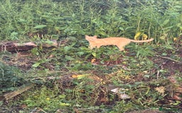 Mixed Breed cats for sale: Gorgeous kittens - Image 2