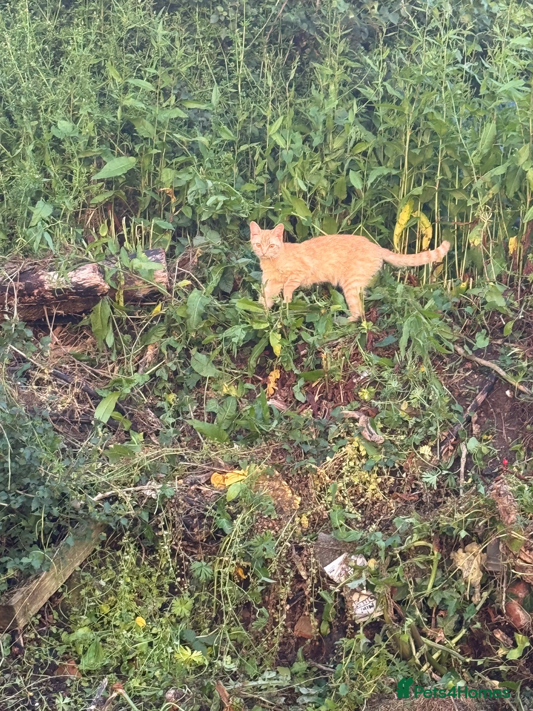 Mixed Breed cats for sale: Gorgeous kittens - Image 2