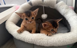 Abyssinian cats for sale: GCCF registered beautiful Abyssinian kittens  - Image 12