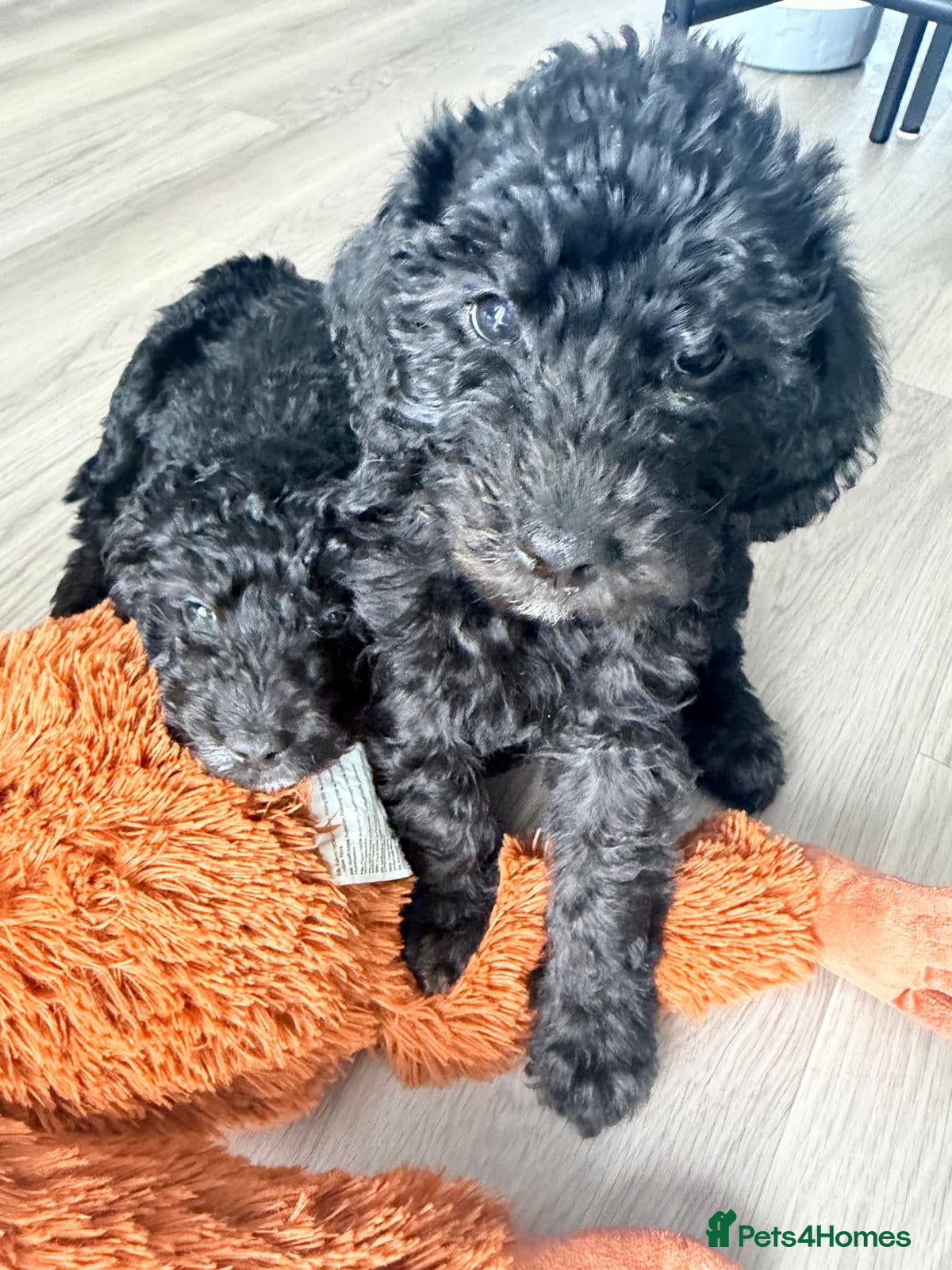 Labradoodle dogs Miniature F1B Labradoodle Puppies - Advert 1