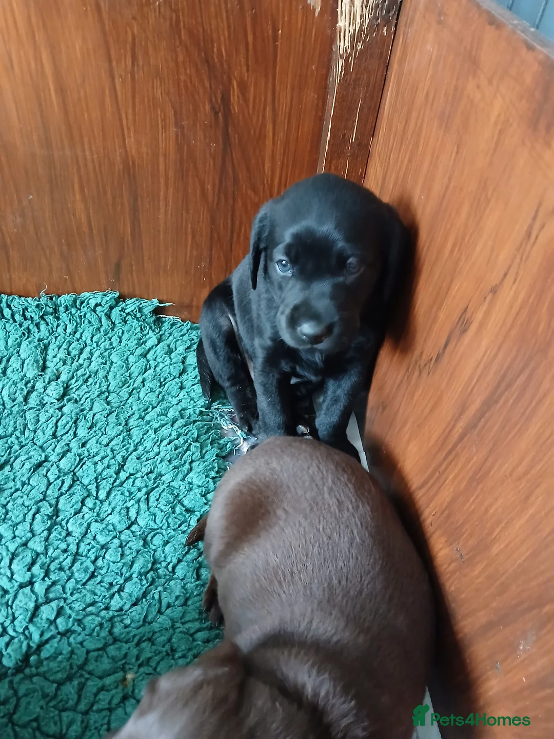 Labrador Retriever dogs for sale: Black Labrador puppies  - Advert 5