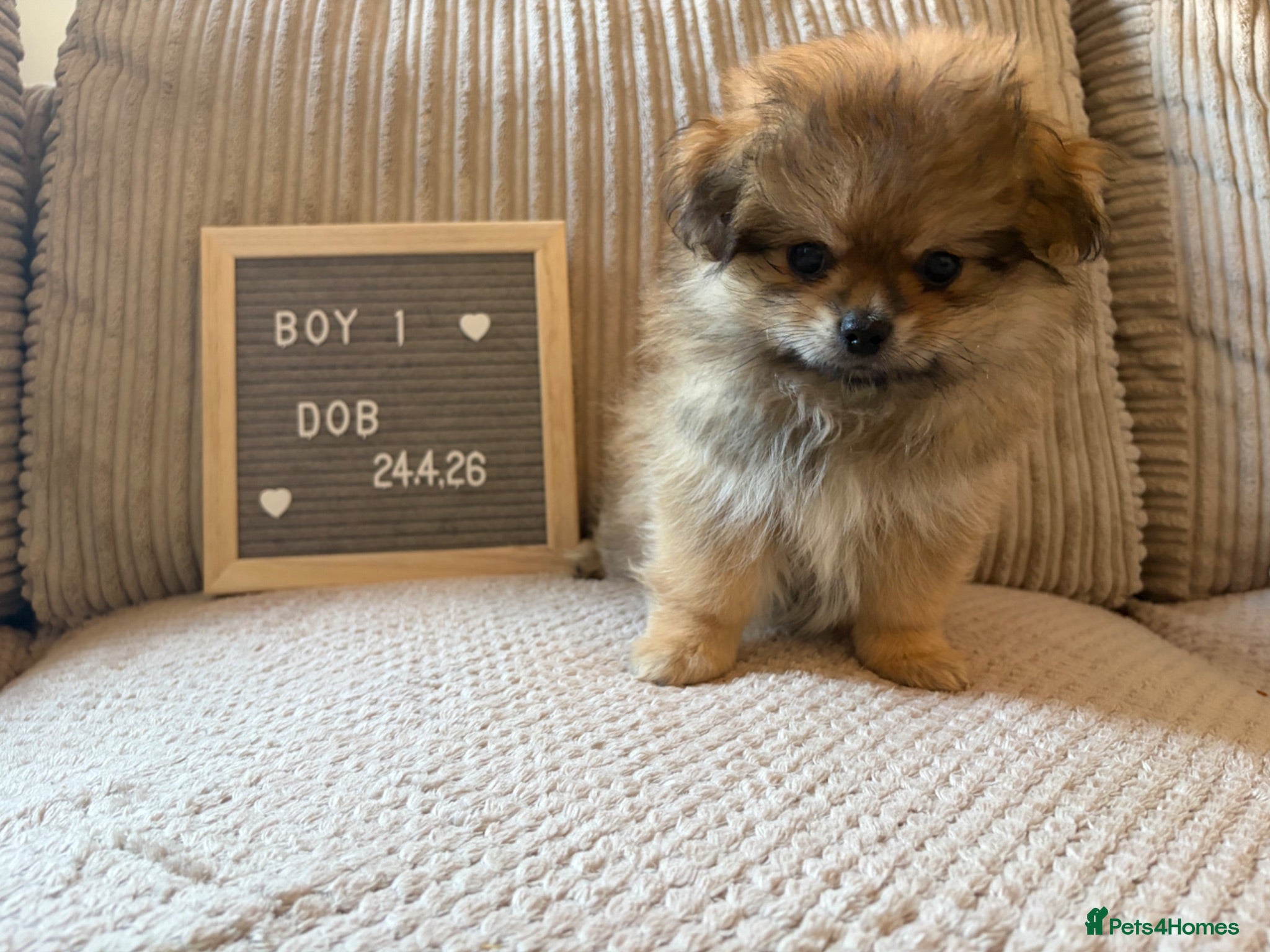 Mixed Breed dogs for sale: Stunning Shih Tzu/ Pomeranian puppies  - Advert 2