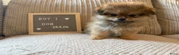 Mixed Breed dogs for sale: Stunning Shih Tzu/ Pomeranian puppies  - Advert 1