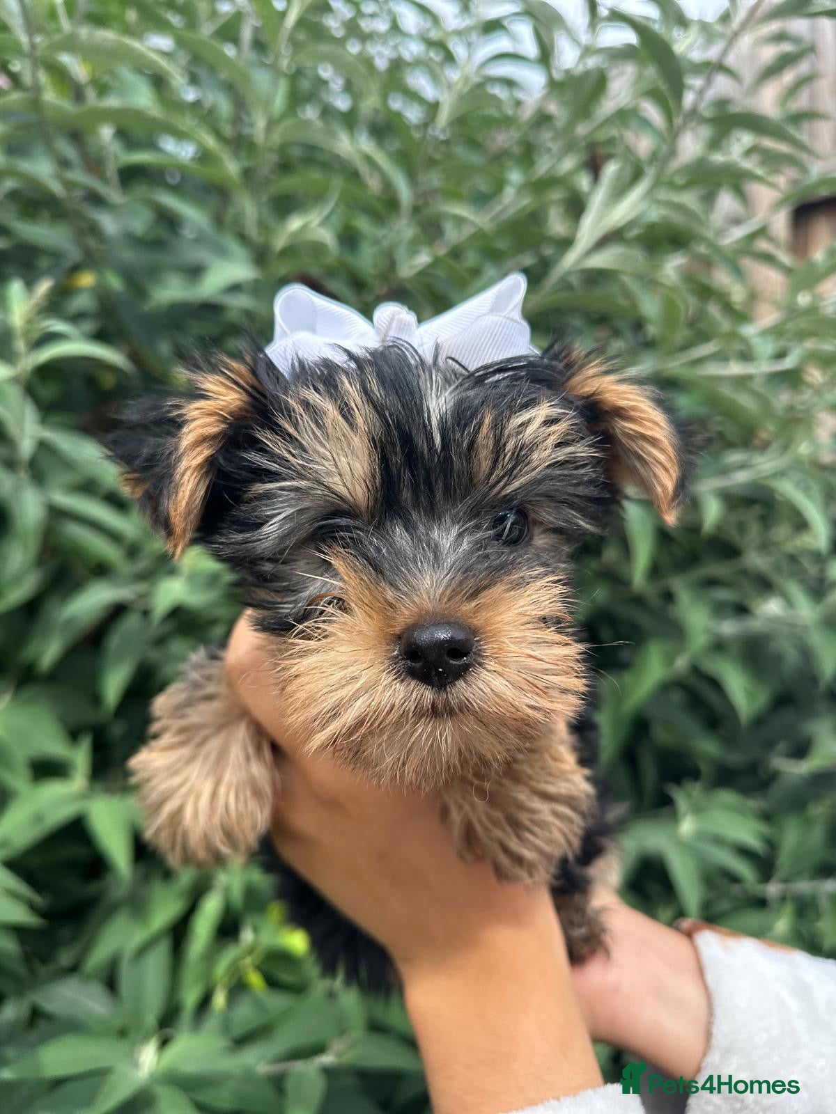 Yorkshire Terrier dogs for sale: Beautiful Yorkshire terrier puppy’s ready now - Advert 15