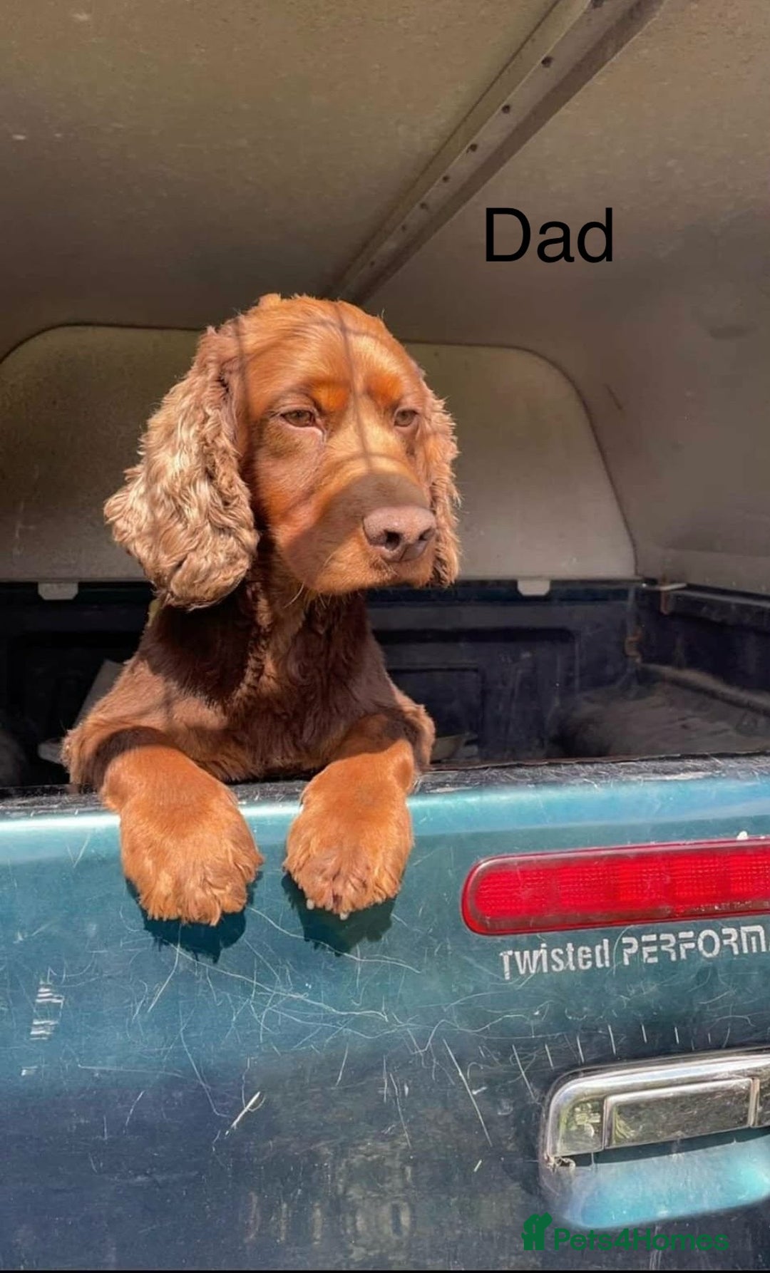 Sprocker dogs for sale: 🐾5 beautiful F1B sprocker spaniels - Advert 11