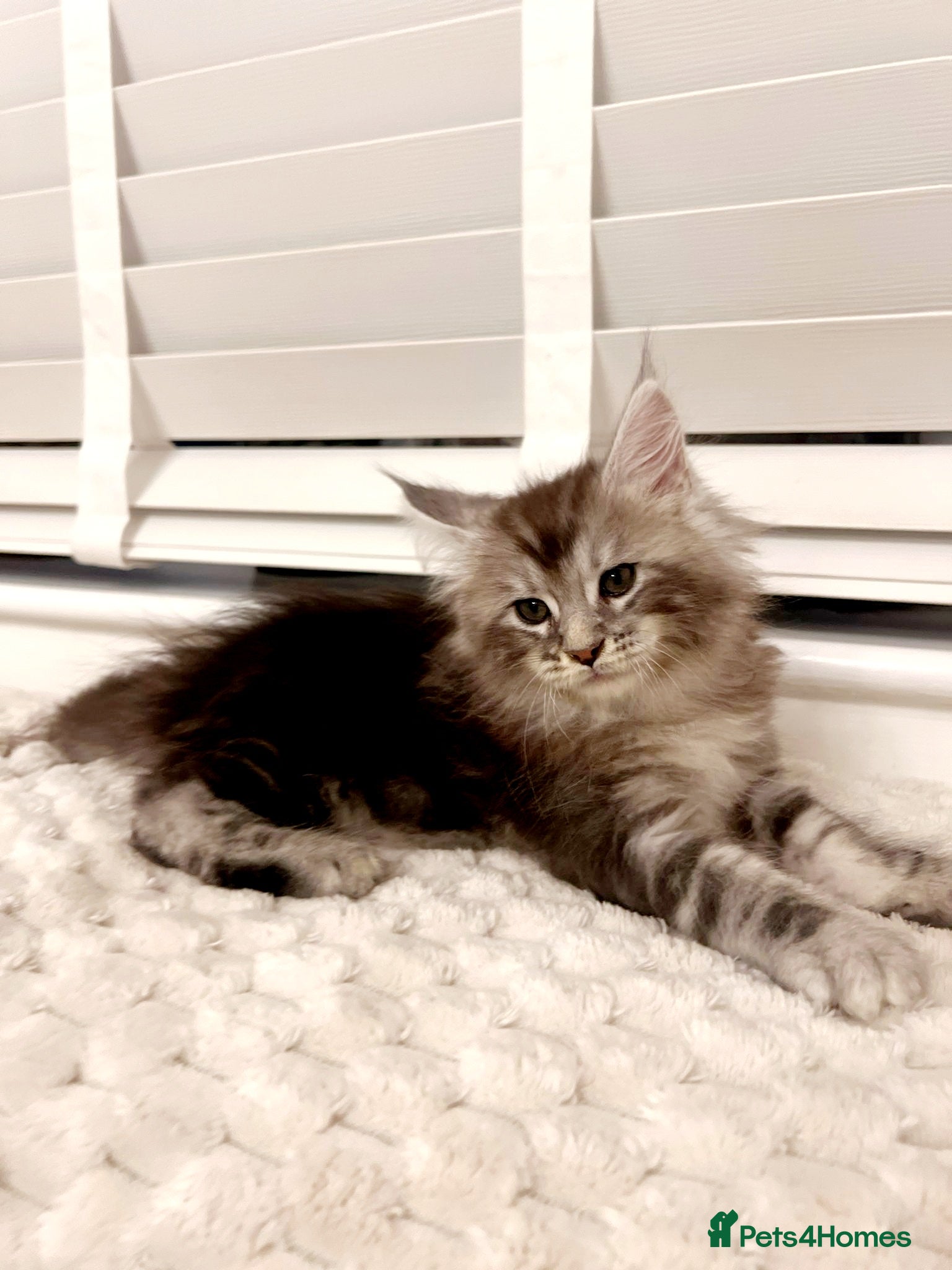 Maine Coon cats 💫💫Beautiful Maine Coon Kittens💫💫 - Advert 6