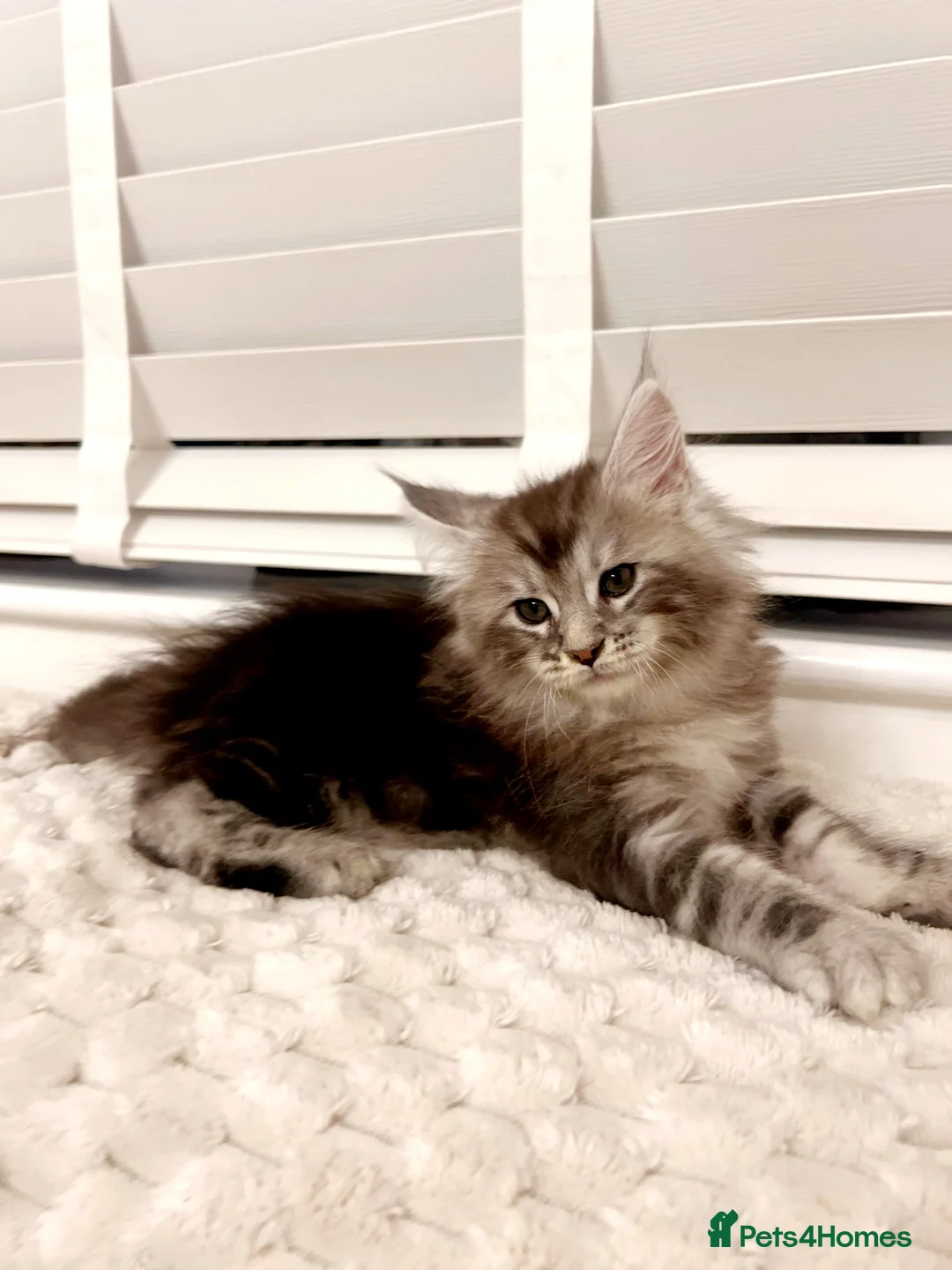 Maine Coon cats for sale: 💫💫Beautiful Maine Coon Kittens💫💫 - Advert 2