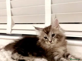 Maine Coon cats 💫💫Beautiful Maine Coon Kittens💫💫 - Advert 1