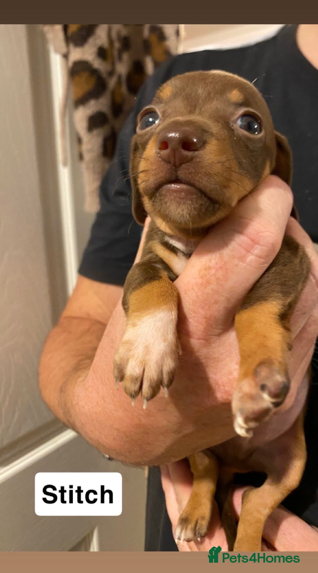 Miniature Dachshund dogs for sale: 5 Miniature Dachshunds ready 16/12/25 🤎 - Advert 5