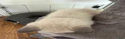 British Shorthair cats for sale: Stunning Pedigree Kittens | DNA Clear in Glasgow - Advert 33