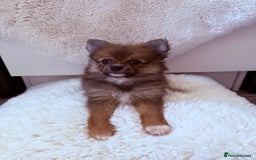 Pomeranian dogs for sale: Pomeranian girls for sale  - Image 10