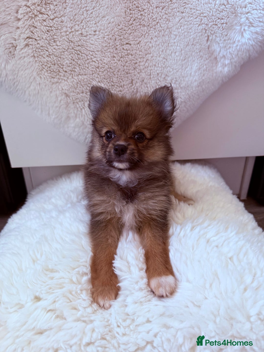 Pomeranian dogs for sale: Pomeranian girls for sale  - Image 10