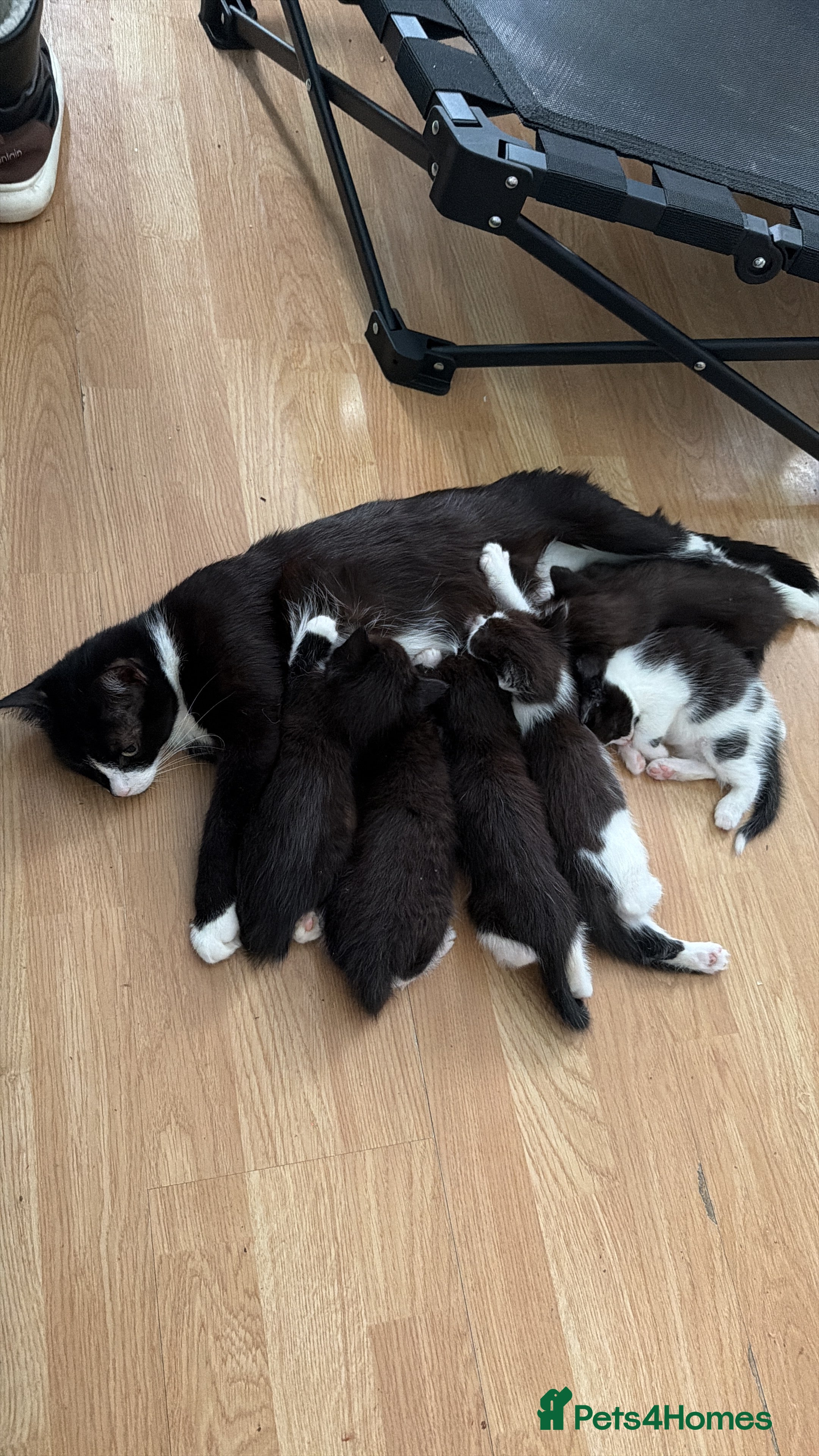 Mixed Breed cats 12Week Old Kittens Looking for Their Forever Homes - Advert 2