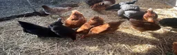Chickens poultry for sale: Pullets and cockerel and drakes  - Advert 3