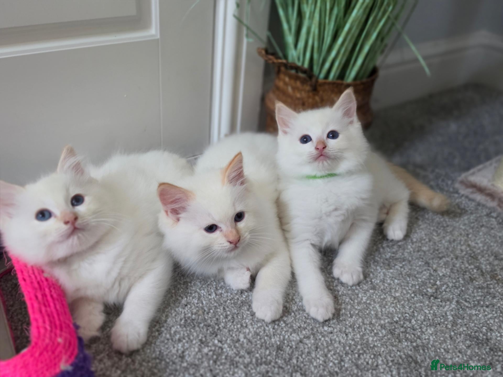 Ragdoll cats GCCF Registered Apricot/Cream boys. - Advert 1