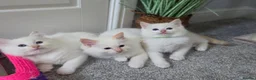 Ragdoll cats for sale: 💙💛GCCF Registered Apricot/Cream boy 💙💛 - Advert 3