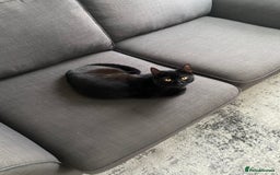 Bombay cats for sale: Our beautiful cat Marni looking for his new home - Image 4
