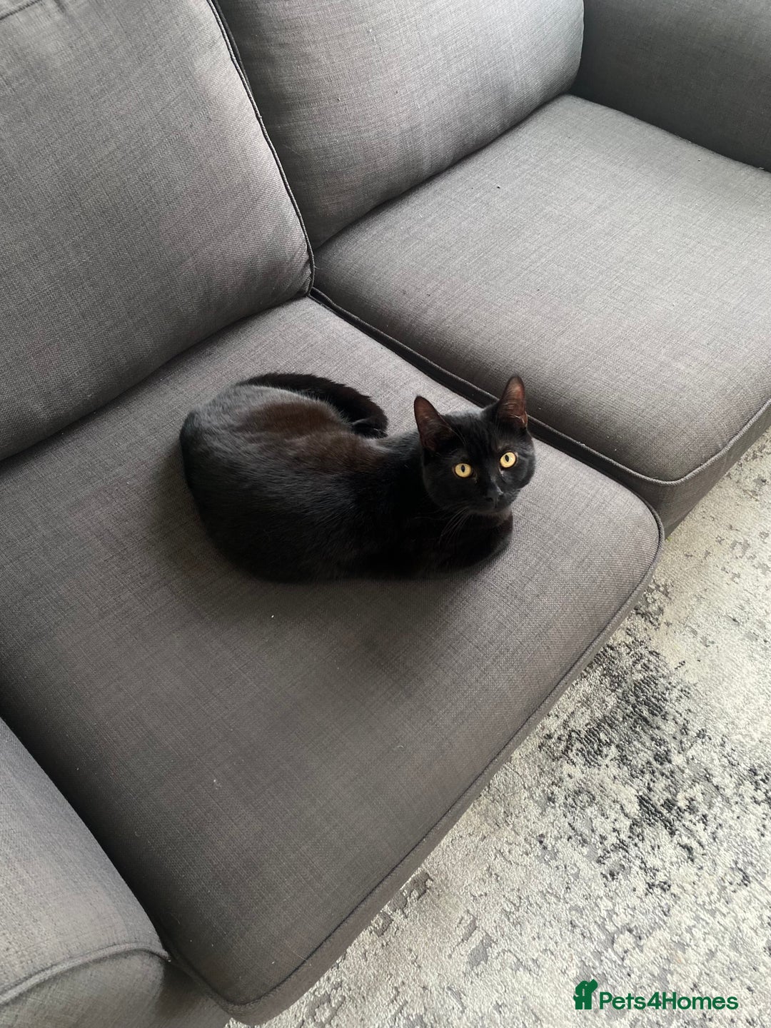 Bombay cats for sale: Our beautiful cat Marni looking for his new home - Image 4