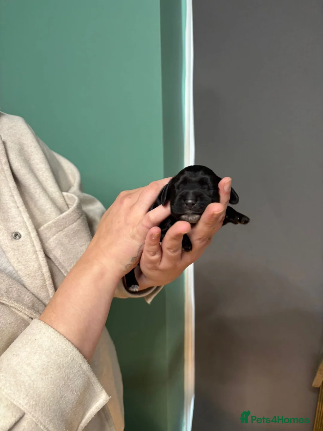 Cocker Spaniel dogs for sale: Cocker spaniel puppies  - Advert 2