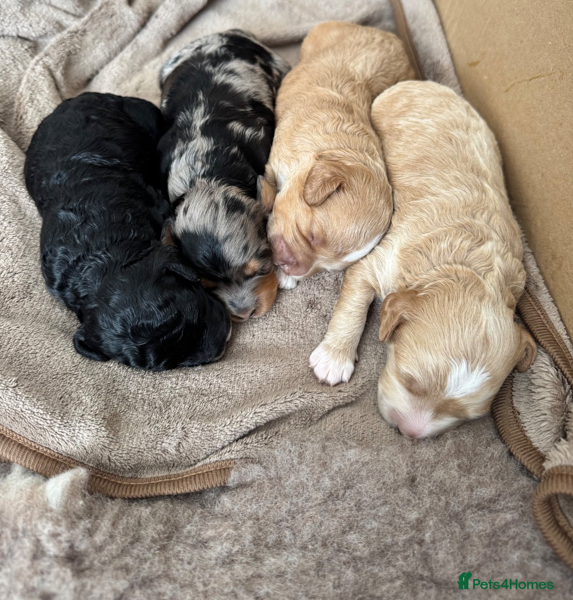 Cavapoo dogs Beautiful F1B Cavapoo Puppies  - Advert 15