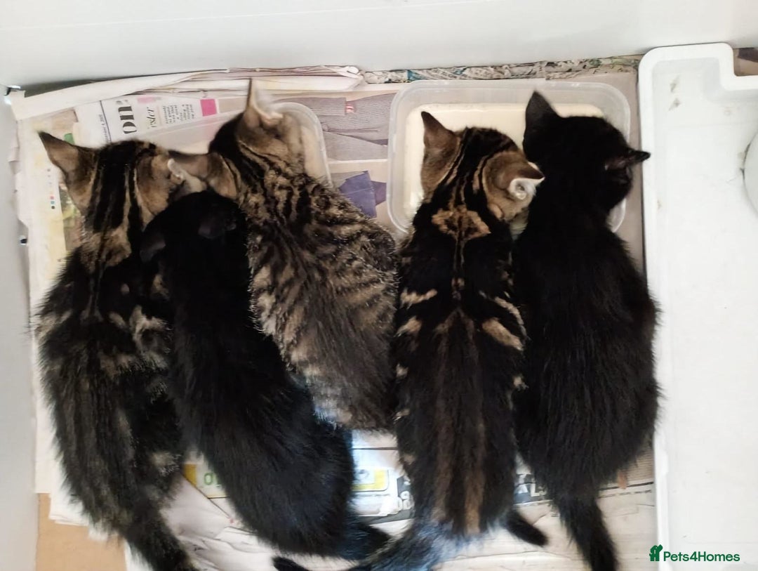 Mixed Breed cats for sale: Mixed Kittens - Image 1