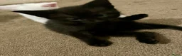 Mixed Breed cats for sale: White/black beautiful kittens - Advert 7