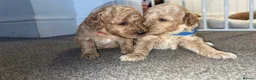 Miniature Poodle dogs for sale: Exquisite KC Registered miniature Poodles  - Advert 6