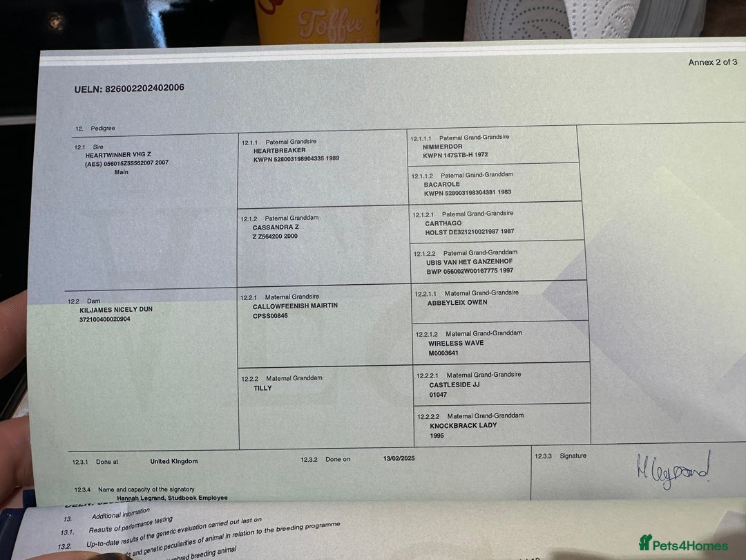 Connemara horses for sale: Llyhelyg Wizard  - Advert 5