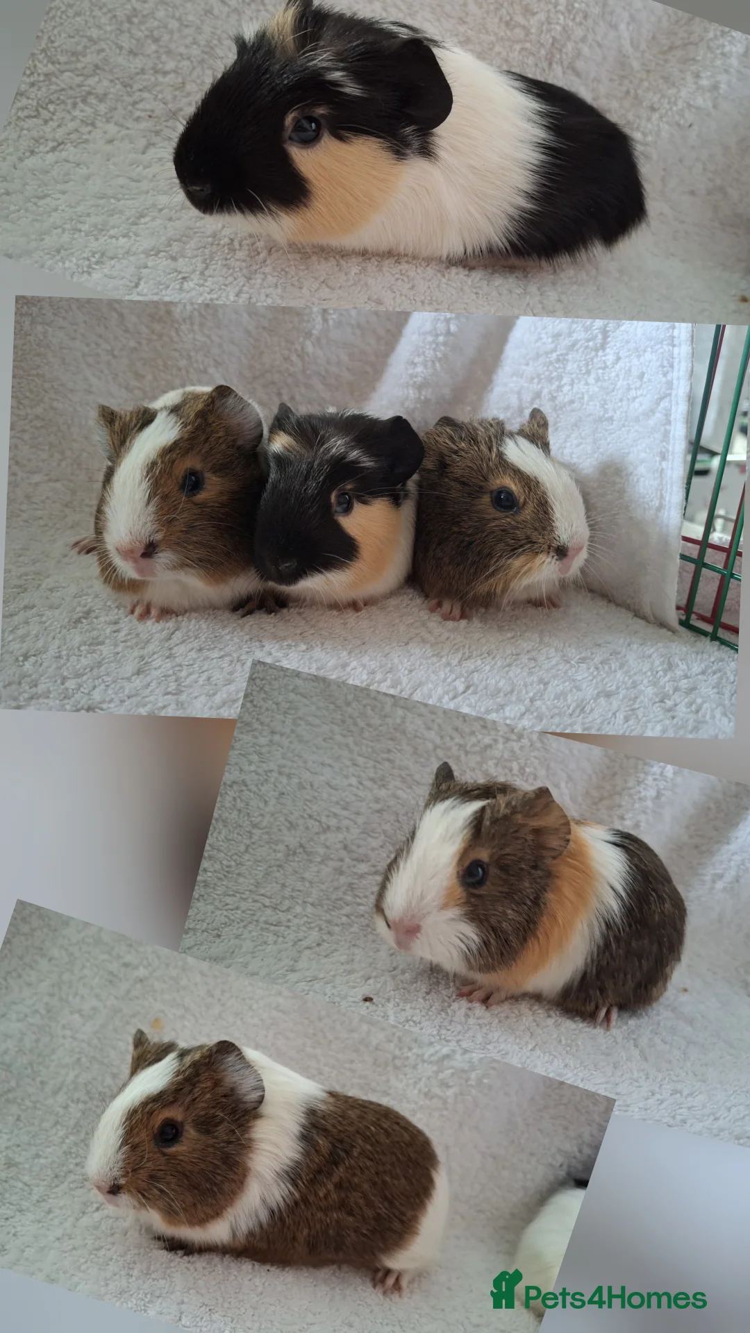 Guinea Pig rodents for sale: Beautiful Baby guinea pigs looking for new homes  - Advert 5