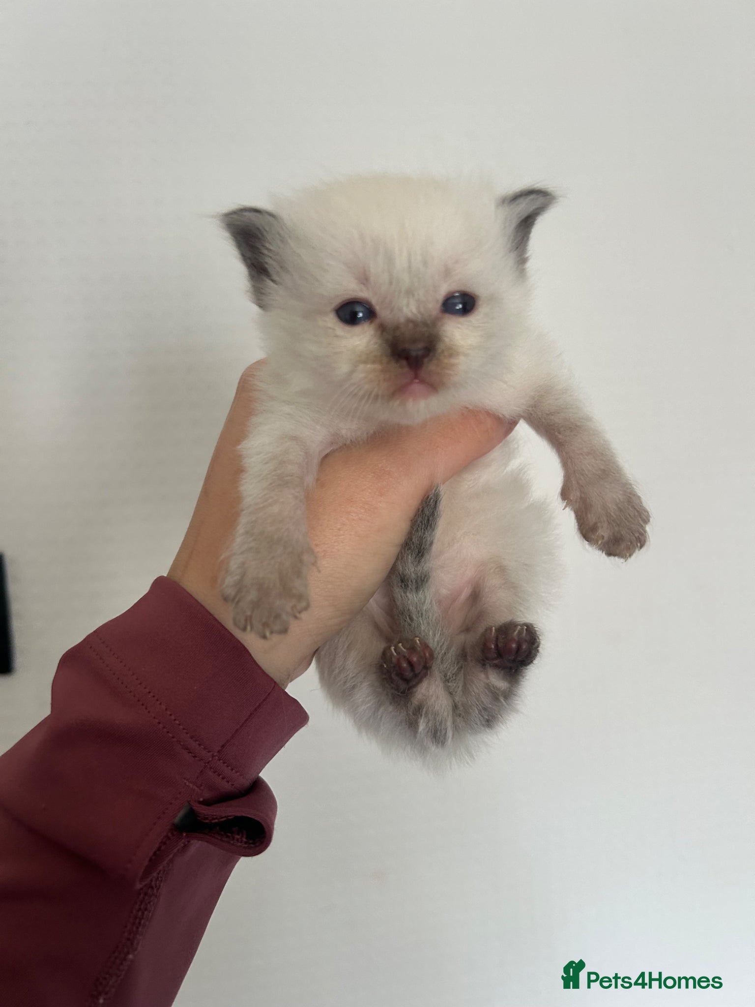 Ragdoll cats Ragdoll kittens 💕💙 - Advert 8