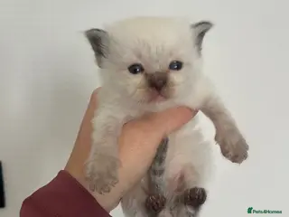 Ragdoll cats Ragdoll kittens 💕💙 - Advert 7