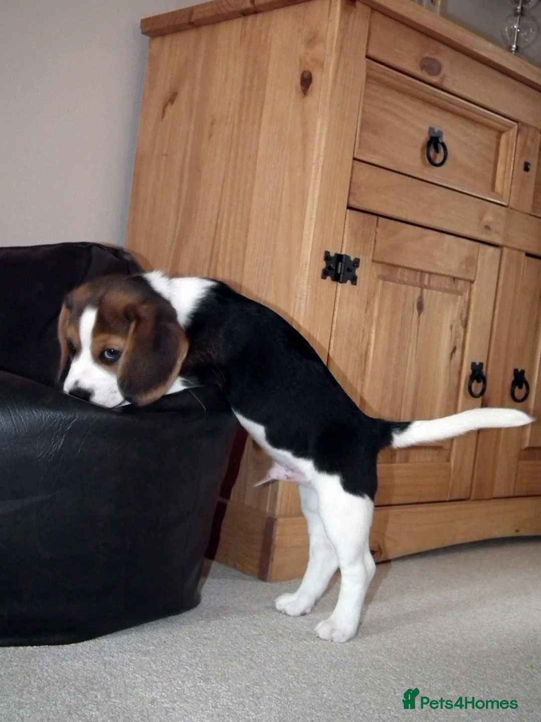 Beagle dogs for sale: Adorable Beagle Male for Rehome - Advert 2