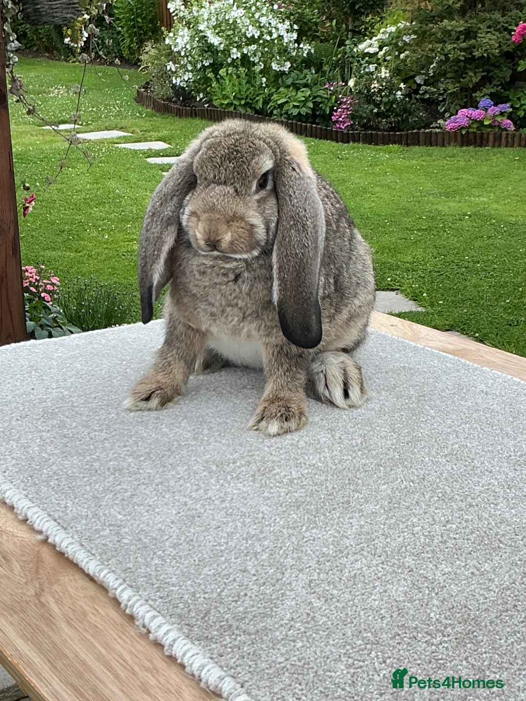 French Lop rabbits for sale: French Lop Babies ready to leave now - Advert 2