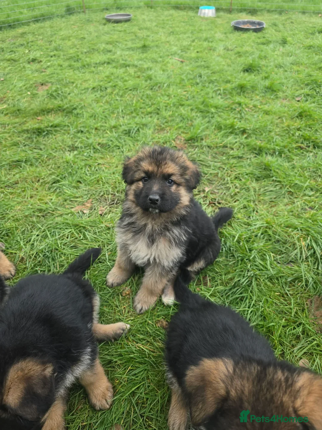 German Shepherd dogs for sale: Beautiful KC registered German Shepherd pups - Advert 4