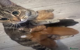 British Shorthair cats for sale: 1 ginger girl ready to go  - Image 8