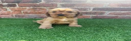 Cocker Spaniel dogs for sale: 🌟🌟🌟Beautiful English Gold Show Cocker Spaniel  - Advert 11